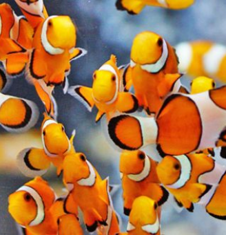 Imagem do Curso Online Criação de Peixes Ornamentais 