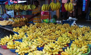 Imagem do Curso Online Manejo e Produção de Bananas